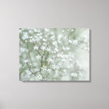 Baby's Breath Bloemen Luchtige Natuur Fotografie