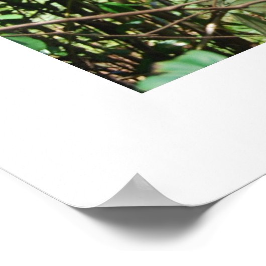 Baby's in Borneo Poster (Hoek)