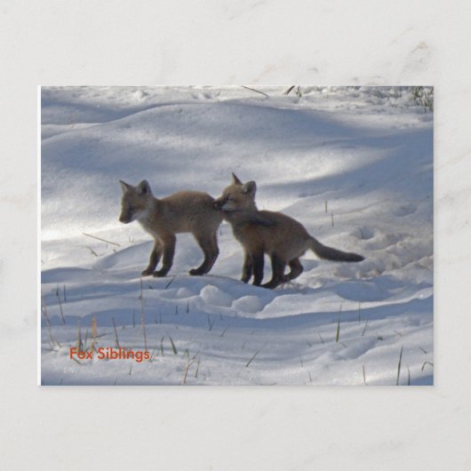 baby's kopiëren, Fox Siblings Briefkaart (Voorkant)