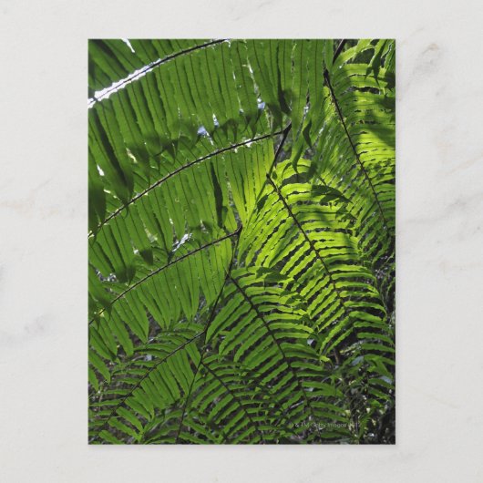 Bach Ma National Park Briefkaart (Voorkant)