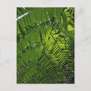 Bach Ma National Park Briefkaart