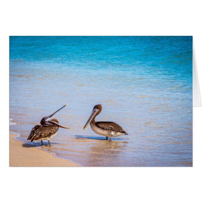 Bachas Beach Pelicans (Voorkant Horizontaal)