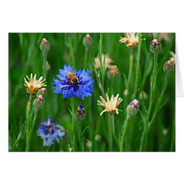 Bachelor Button Bee (Voorkant Horizontaal)