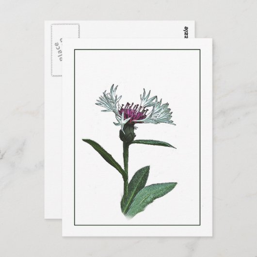 Bachelor Button Botanisch Briefkaart met foto-sche (Voorkant / Achterkant)