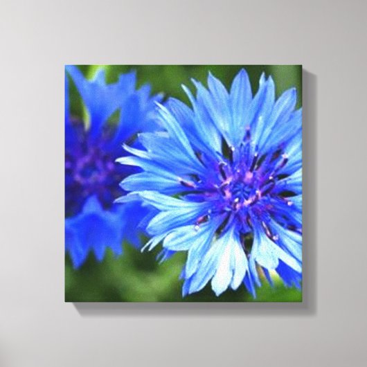 Bachelor Buttonnen Canvas Afdruk (Voorkant)