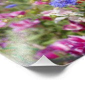 Bachelor Buttonnen Foto Afdruk (Hoek)