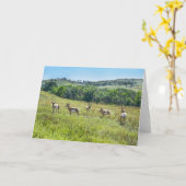 Bachelor Pronghorn Antelopes, South Dakota Kaart (Gele Bloem)