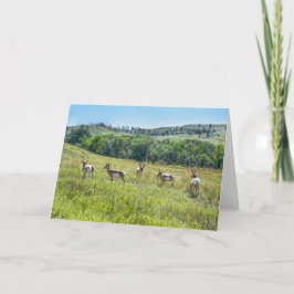 Bachelor Pronghorn Antelopes, South Dakota Kaart