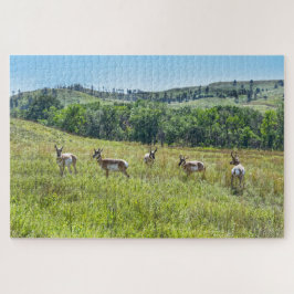 Bachelor Pronghorn Antelopes, South Dakota Legpuzzel