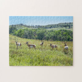 Bachelor Pronghorn Antelopes, South Dakota Legpuzzel