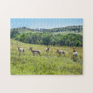 Bachelor Pronghorn Antelopes, South Dakota Legpuzzel