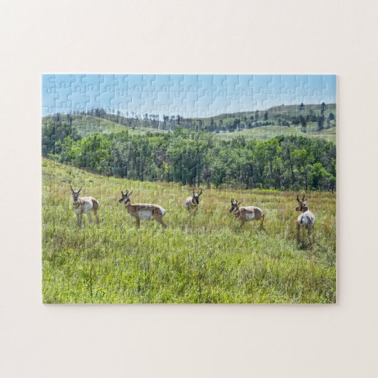Bachelor Pronghorn Antelopes, South Dakota Legpuzzel (Horizontaal)
