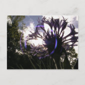 bachelorknop zon briefkaart (Voorkant)