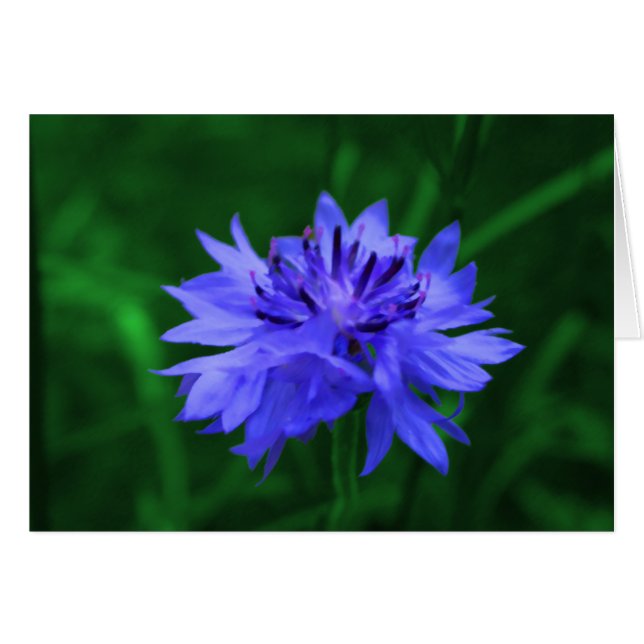 Bachelor's Button (Voorkant Horizontaal)