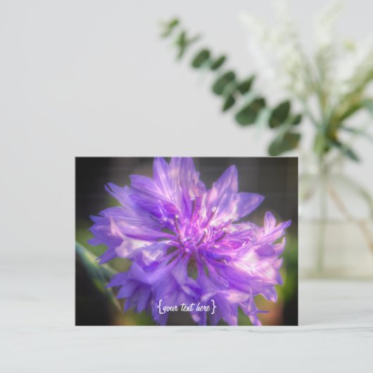 Bachelors Button Cornflower Briefkaart (Staand voorkant)