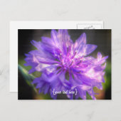 Bachelors Button Cornflower Briefkaart (Voorkant / Achterkant)