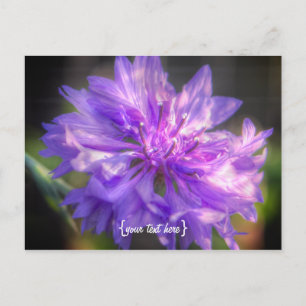 Bachelors Button Cornflower Briefkaart