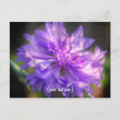 Bachelors Button Cornflower Briefkaart (Voorkant)