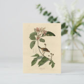 Bachman's Finch (Sparrow) Audubon Birds of America Briefkaart (Staand voorkant)