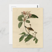 Bachman's Finch (Sparrow) Audubon Birds of America Briefkaart (Voorkant / Achterkant)