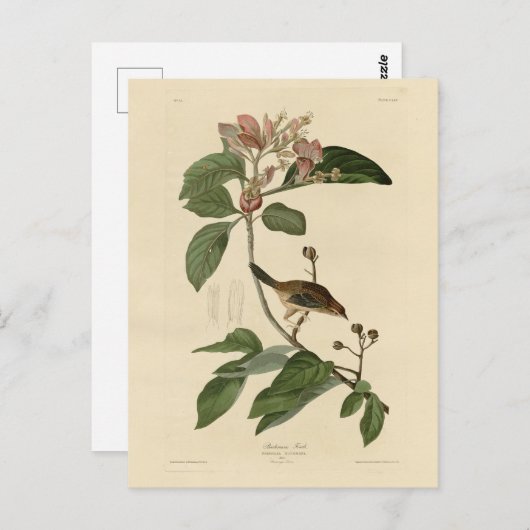 Bachman's Finch (Sparrow) Audubon Birds of America Briefkaart (Voorkant / Achterkant)