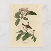 Bachman's Finch (Sparrow) Audubon Birds of America Briefkaart (Voorkant)
