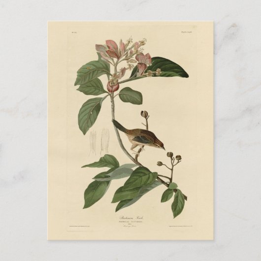 Bachman's Finch (Sparrow) Audubon Birds of America Briefkaart (Voorkant)