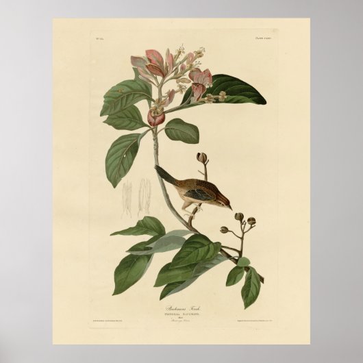 Bachman's Finch (Sparrow) Audubon Birds of America Poster (Voorkant)