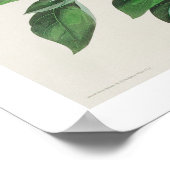 Bachman's Finch van Audubon Poster (Hoek)