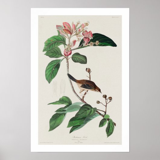 Bachman's Finch van Audubon Poster (Voorkant)