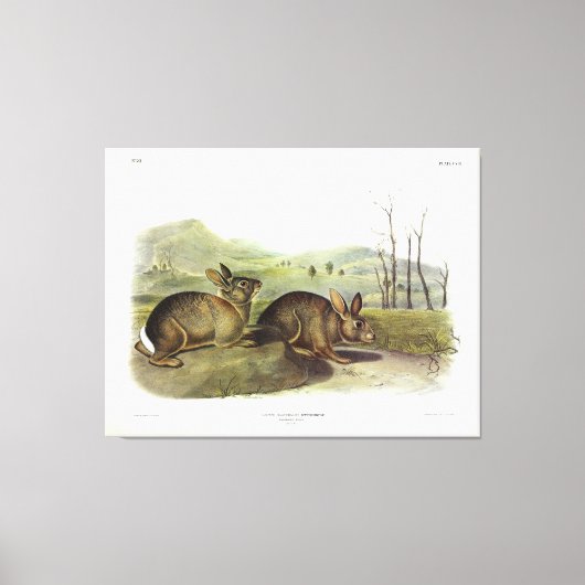 Bachmans haring, Western penseelkonijn van Audubon Canvas Afdruk (Voorkant)