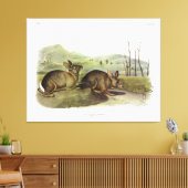 Bachmans haring, Western penseelkonijn van Audubon Canvas Afdruk (Insitu (Woonkamer))