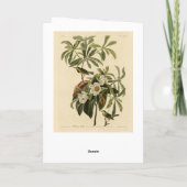 Bachman's Warbler, uit Audubon's Birds of America Kaart (Achterkant)