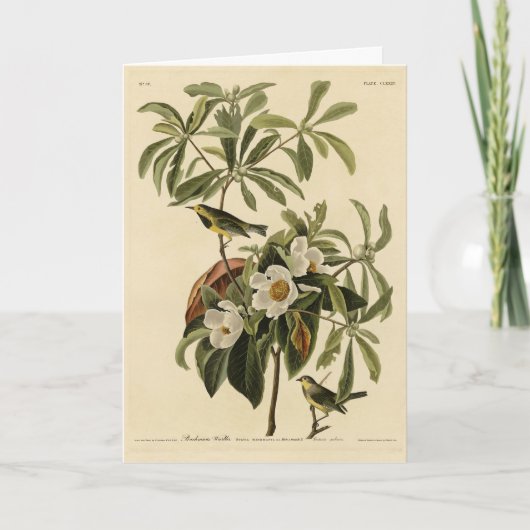 Bachman's Warbler, uit Audubon's Birds of America Kaart (Voorkant)