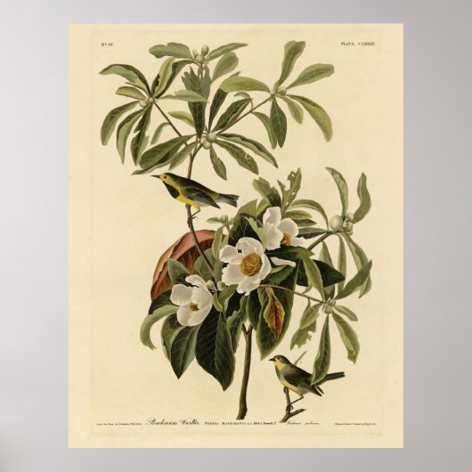 Bachman's Warbler, uit Audubon's Birds of America Poster (Voorkant)