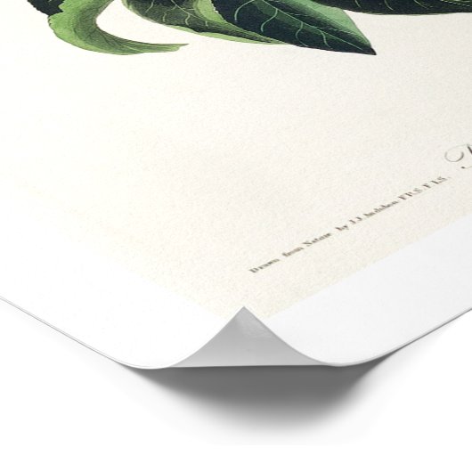 Bachman's Warbler van het Poster Audubon (Hoek)