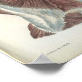 Back & Shoulder Muscles Anatomy Print (Hoek)