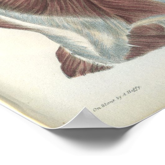 Back & Shoulder Muscles Anatomy Print (Hoek)