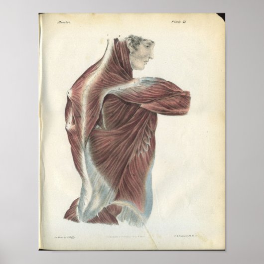 Back & Shoulder Muscles Anatomy Print (Voorkant)