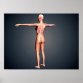 Back View Of Female Body With Skeletal System Poster (Voorkant)