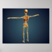 Back View Of Human Skeleton With Nervous System Poster (Voorkant)