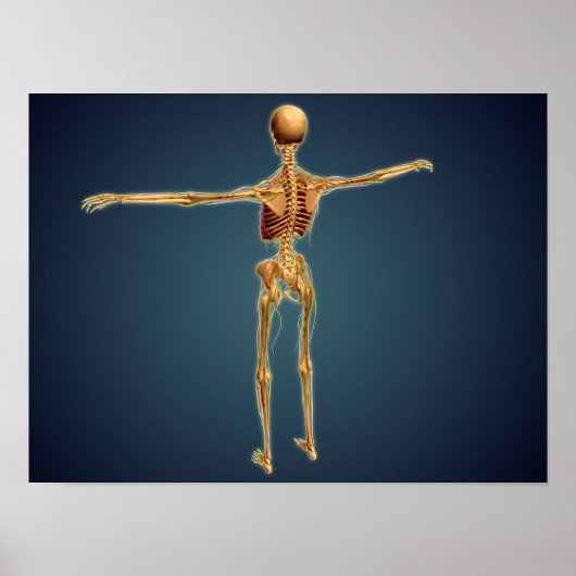 Back View Of Human Skeleton With Nervous System Poster (Voorkant)