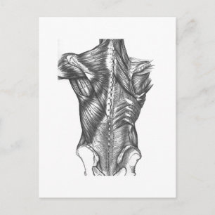 -backanatomie briefkaart