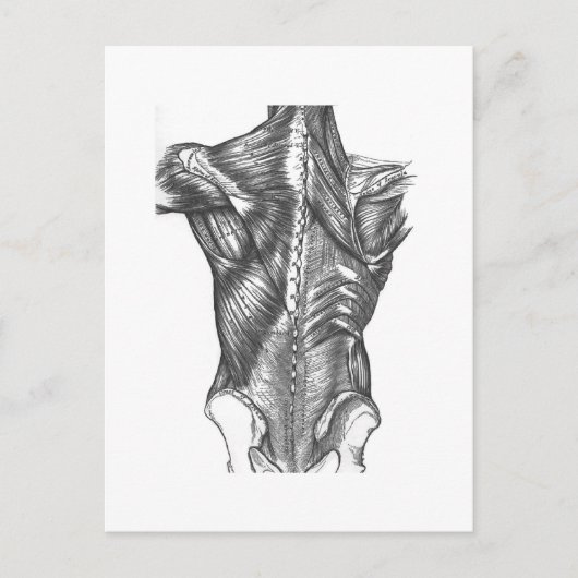 -backanatomie briefkaart (Voorkant)