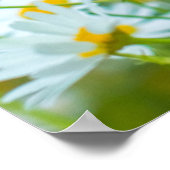 Background of flowers field of daisies alternativ. poster (Hoek)