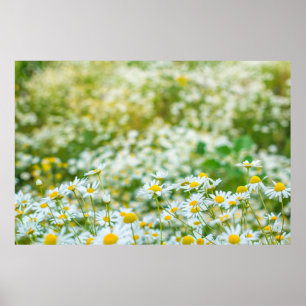 Background of flowers field of daisies alternativ. poster