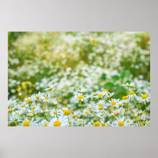 Background of flowers field of daisies alternativ. poster (Voorkant)