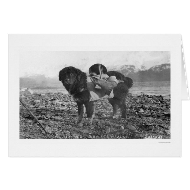 Backpackaging Dog Seward, Alaska 1911 (Voorkant Horizontaal)