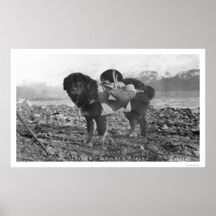 Backpackaging Dog Seward, Alaska 1911 Poster
