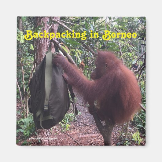 Backpacken Borneo Orangutan Magneet (Voorkant)